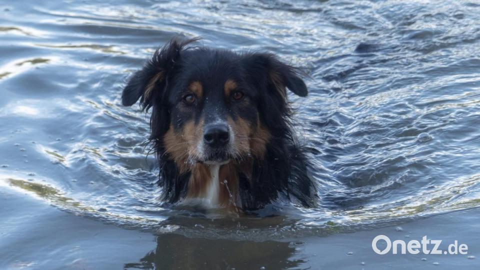 Abkühlung für den überhaupt nicht wasserscheuen Hund. Bild: Peter Klein