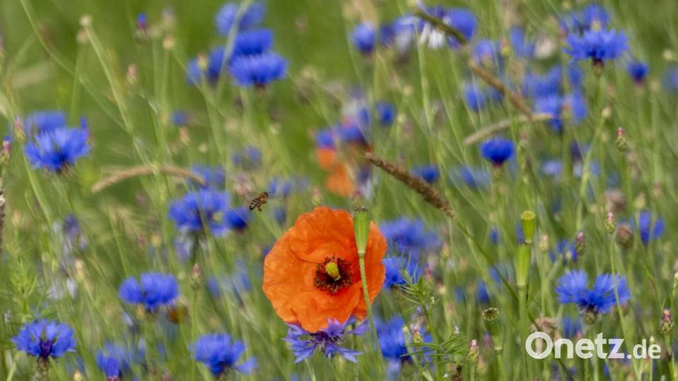 Klatschmohn und Kornblumen mit Biene im Anflug Bild: Peter Klein