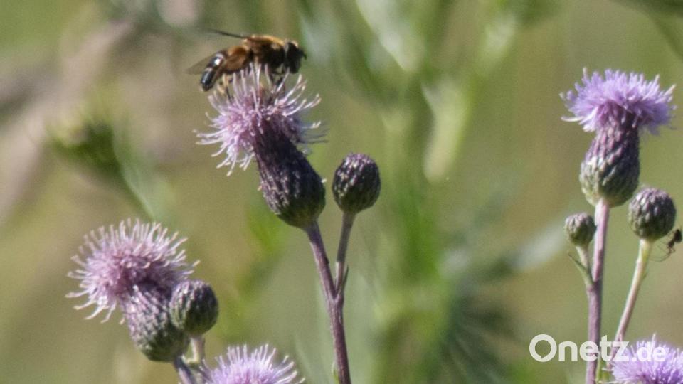 Manchmal sind es aber auch die kleinen Alltagsmotive, die Freude bereiten. Bild: Peter Klein