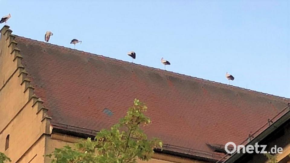 Sechs der Störche thronten auf dem Dachfirst der Ehenfelder Pfarrkirche St. Michael. Bild: fdl