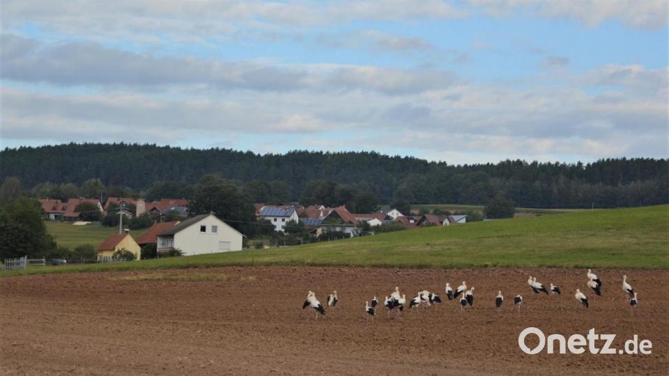 Rund 30 Störche machen seit Tagen Station auf den Feldern und Wiesen um Ehenfeld. Bild: fdl