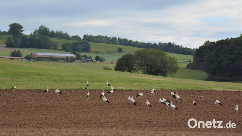 Ein Paradies für Störche: Die Wiesen und Felder rund um Ehenfeld. Bild: fdl