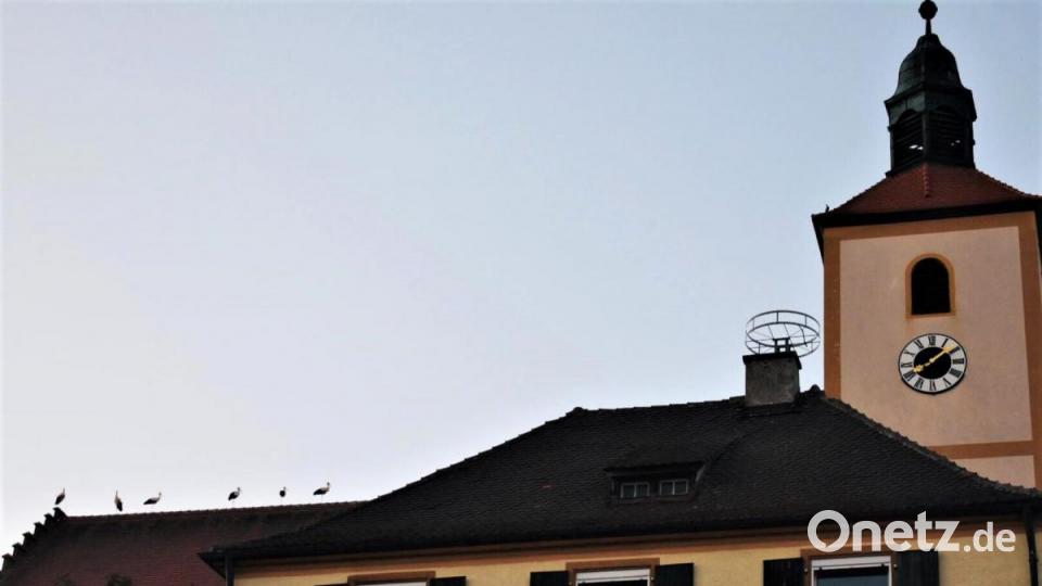 Auf dem Dach der Pfarrkirche scheint&#039;s den Adebars zu gefallen. Bild: fdl
