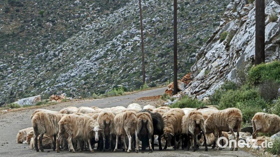 Bei den Ausflügen war gelegentlich auch Geduld angesagt, wenn Schafe oder Ziegen die Straße für sich als Rastplatz in Anspruch genommen haben. Bild: Johann Gmeiner