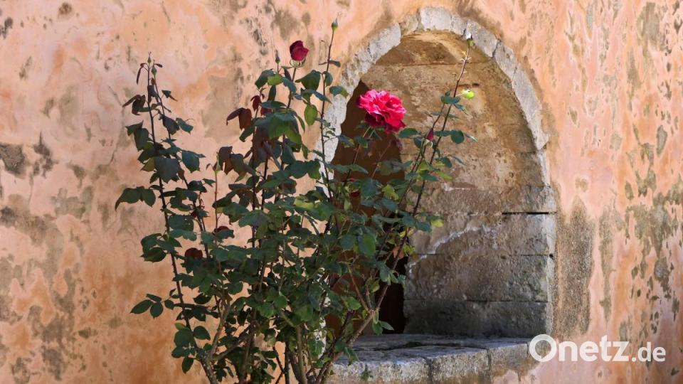 Im wunderschönen Innenhof stehen eine Reihe von Amphoren mit herrlich duftenden Rosen. Bild: Johann Gmeiner