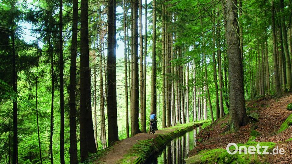 Wie auf einem Waalweg in Südtirol mutet der Abschnitt am Kanal im Wald zur Gaismühle an. Bild: Eva Krötz/exb