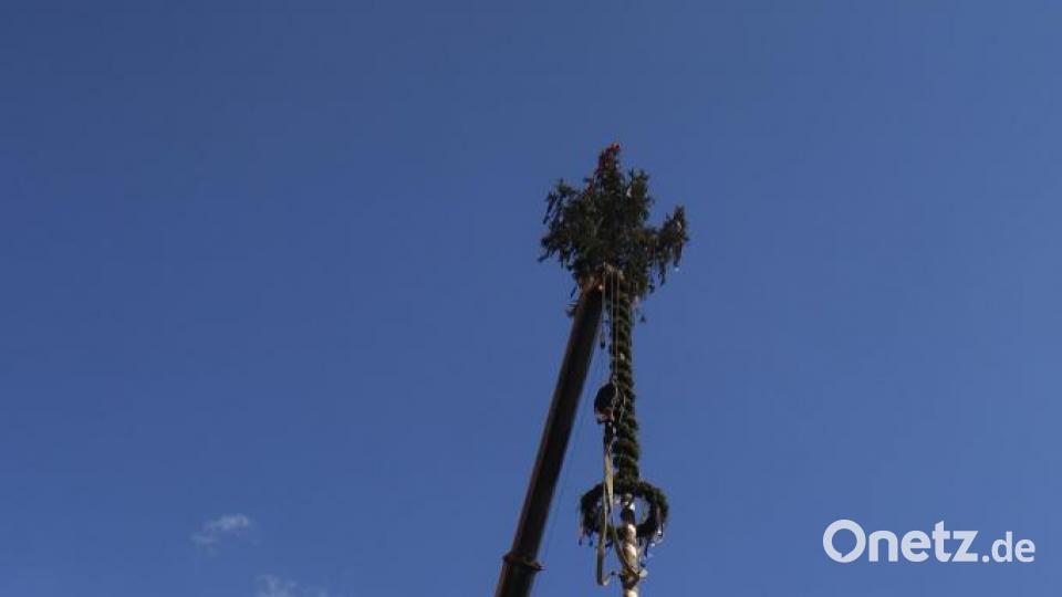 1,4 Tonnen wog der rund 25 Meter hohe Kirwabaum, ein Zeichen der Verbundenheit in Rosenberg. Bild: mfh