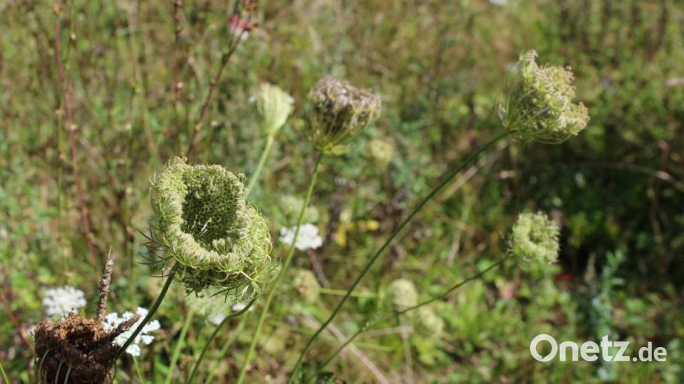 Auf den ersten Blick nur eine unscheinbare Pflanze, auf den zweiten ein echter Leckerbissen: die Wilde Möhre. Bild: Evi Wagner