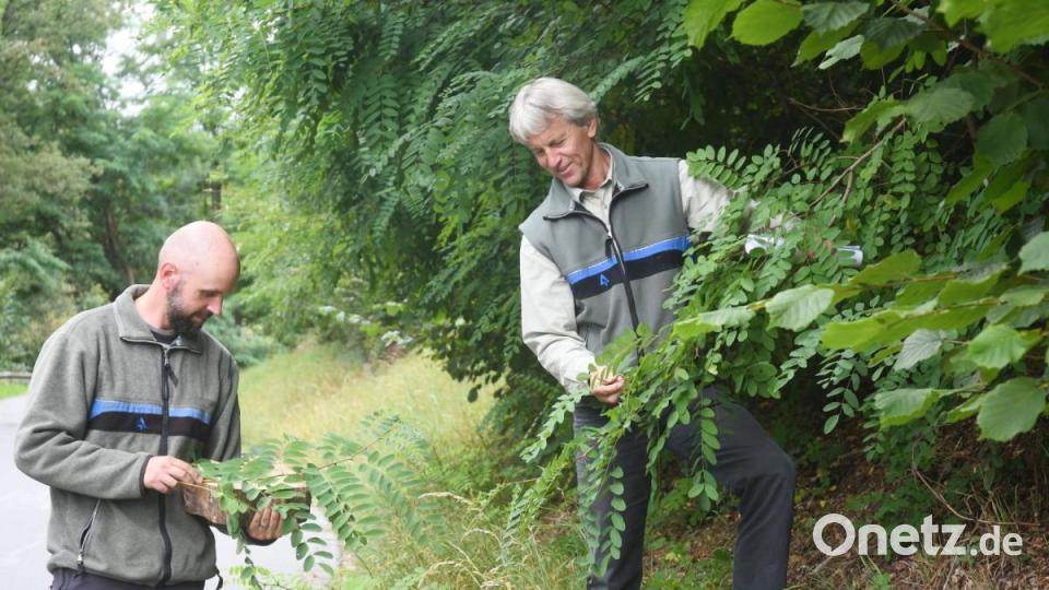 Revierleiter Andreas Arnold (links) und Forstdirektor Gerhard Hösl begutachten die Blätter einer Robinie. Bild: Gabi Schönberger