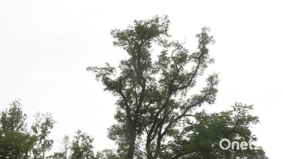 Baum des Jahres: Robinie. Bild: Gabi Schönberger