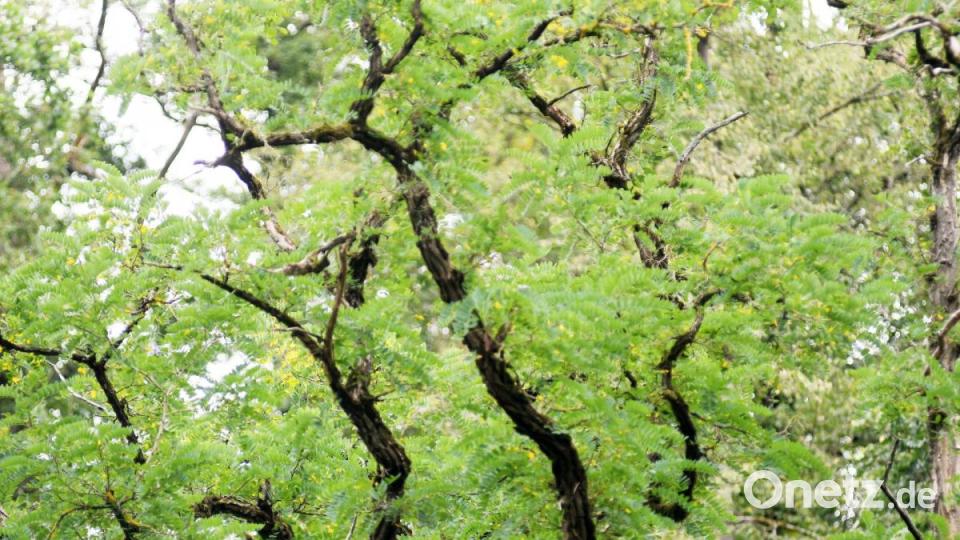 Baum des Jahres: Robinie. Bild: Gabi Schönberger