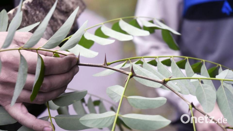Die Robinie kann mit ihren Dornen auch gefährlich werden. Bild: Gabi Schönberger