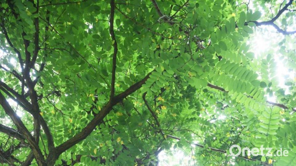 Baum des Jahres: Die Robinie. Bild: Gabi Schönberger