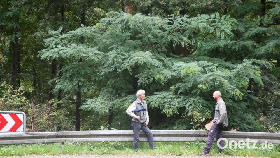 Federartige Blätter sind charakteristisch für die Robinie. Bild: Gabi Schönberger