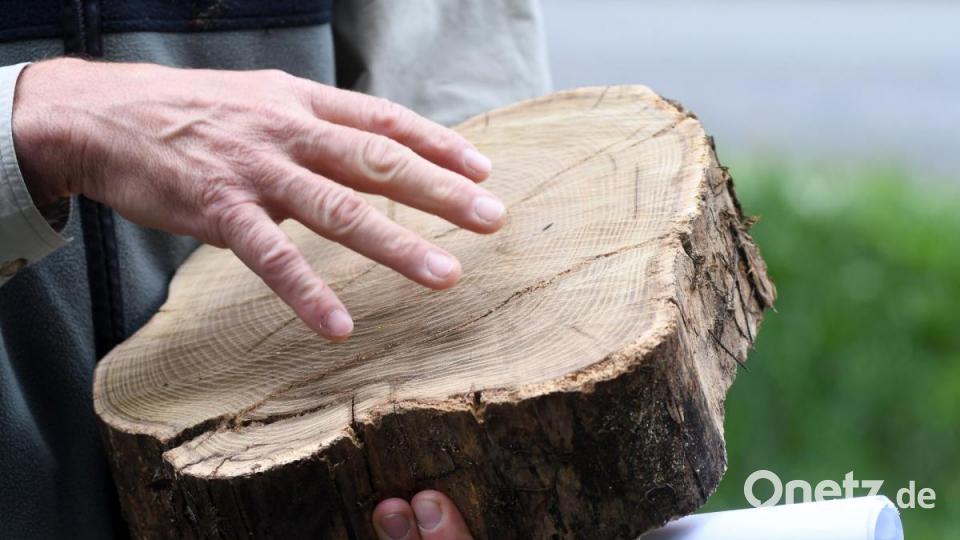 Besonders wertvoll ist auch das Holz der Robinie. Bild: Gabi Schönberger