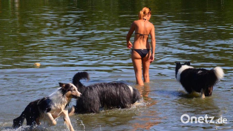 Wem gehört jetzt dieses Frauchen? Bild: Kunz