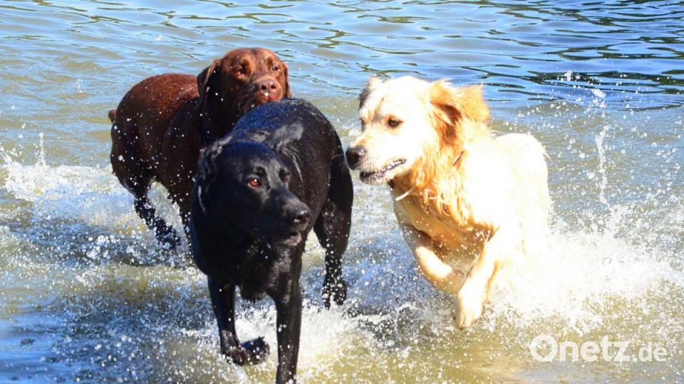 Ausgelassene Hundestimmung im Badeweiher. Bild: Kunz
