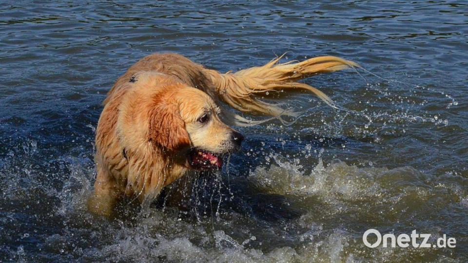 Die Hunde hatten am Sonntag mächtig Spaß im Schätzlerbad. Bild: Kunz