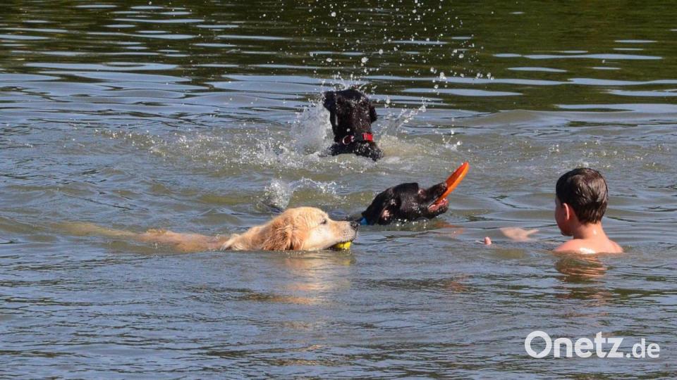 Schwimmen mit Hunden. Bild: Kunz