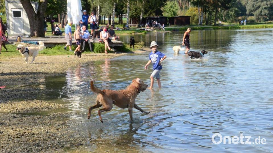 Hundeschwimmen 2020 im Schätzlerbad. Bild: Kunz