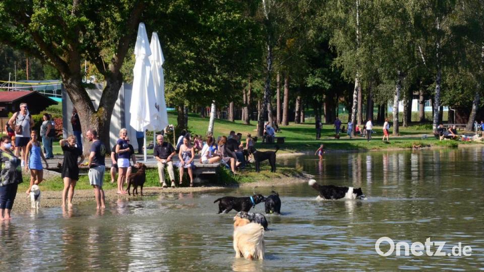 Hundeschwimmen 2020 im Schätzlerbad. Bild: Kunz