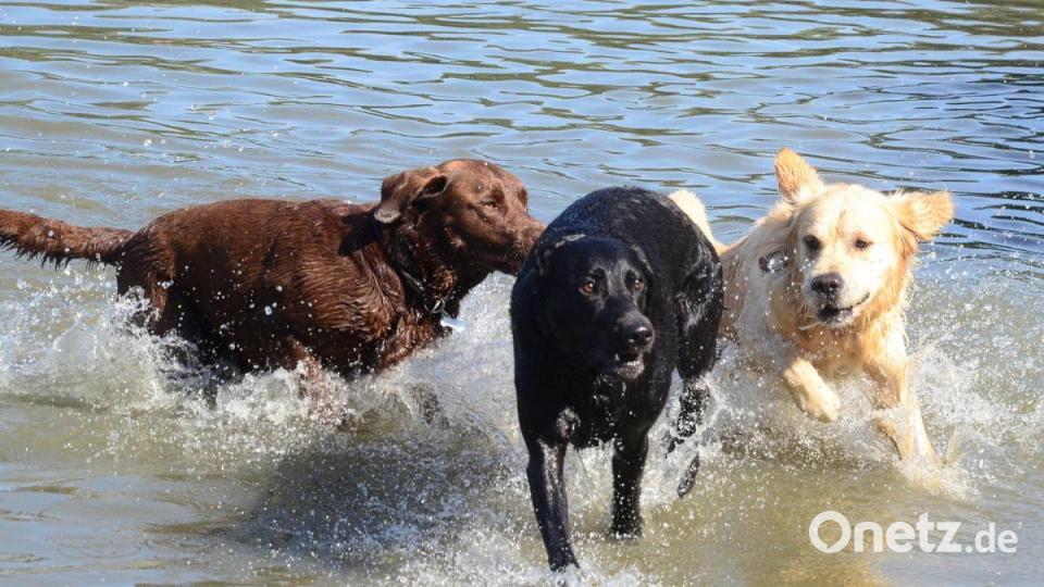 Ausgelassene Hundestimmung im Badeweiher. Bild: Kunz