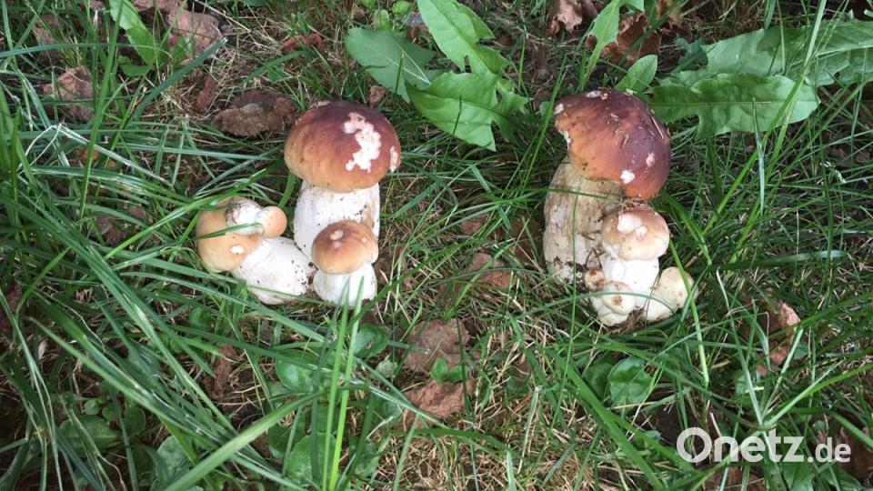 Steinpilze sind gesellig. Bild: Andrea Stefinger/exb