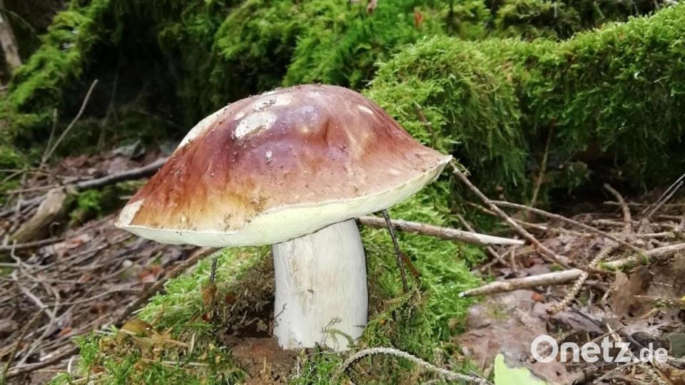 Ein Steinpilz, Vertreter der am häufigsten eingesandten Pilzart. Unsere Leserin Anna Süß fand diesen nahe Waldthurn. Bild: Anna Süß/exb