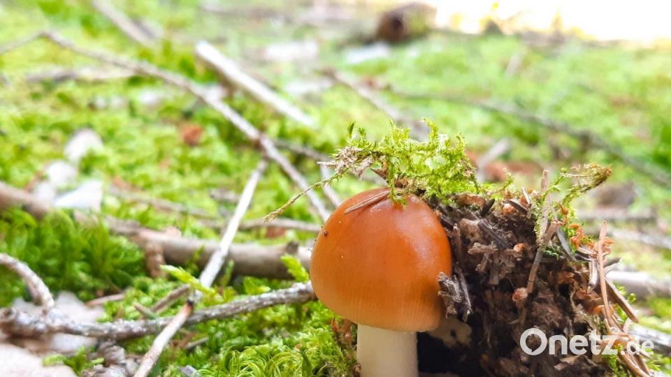 Ganz schön kräftig: Dieser Pilz stemmt auf seinem Weg an die Oberfläche ein Stück bemoosten Waldboden zur Seite. Es ist eine der Aufnahmen, die keinen Steinpilz zeigt. Bild: Sarah Schöbel/exb