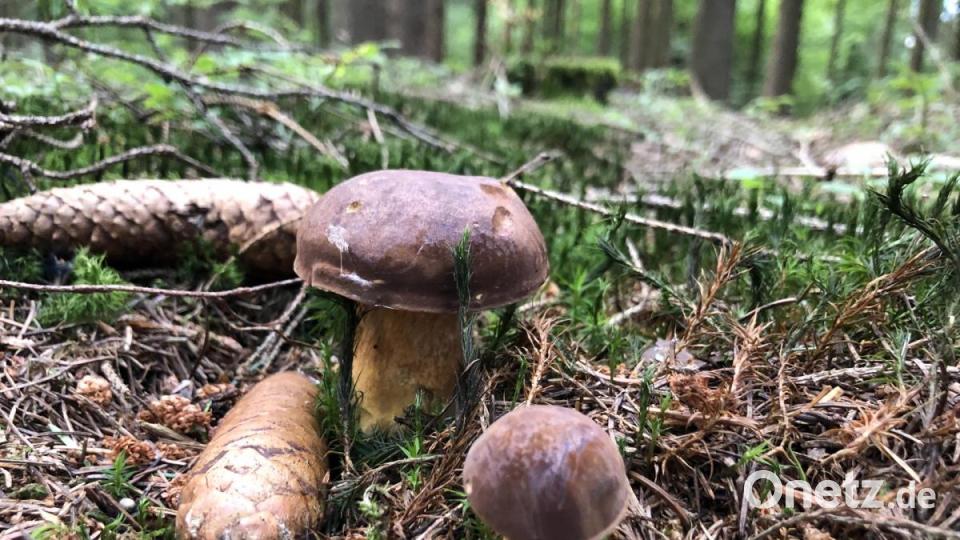 Zwei Maronenröhrlinge in der idealen Größe. Bild: Miriam Burger/exb