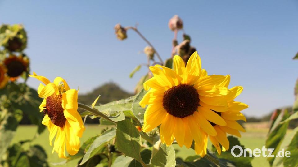 Nebenan gibt es die Nahrung für die Insekten und später für die Vögel. Bild: rpp