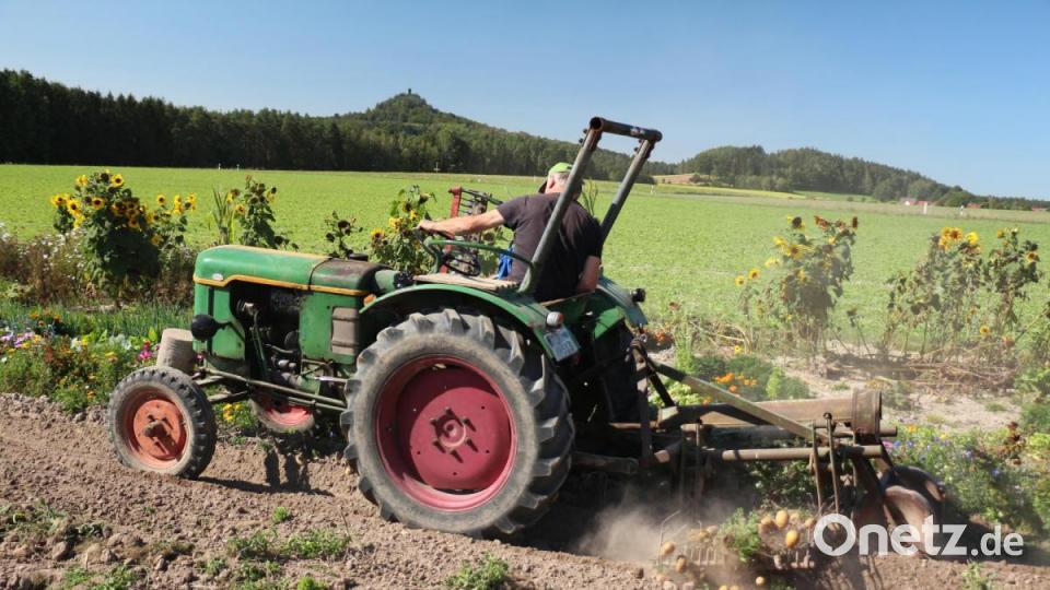 Mit einem Kartoffelvorratsroder wurden die Kartoffeln ausgegraben. Bild: rpp