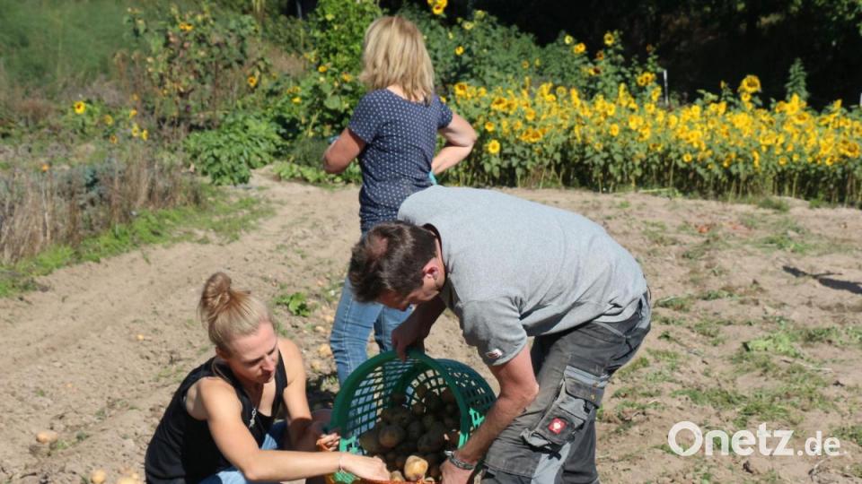 Bei der Ernte sind viele Handgriffe nötig. Bei der Ernte muss man zusammenhelfen. Im Hintergrund sieht man die Sonnenblumenecke, die für die Insekten und Vögel angelegt wurde. Bild: rpp