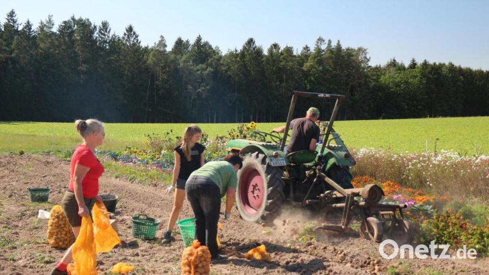 Viele Hände machen ein schnelles Ende bei der Arbeit. Dieses Sprichwort bewahrheitete sich am Samstag in Unterbruck bei der Kartoffelernte. Bild: rpp