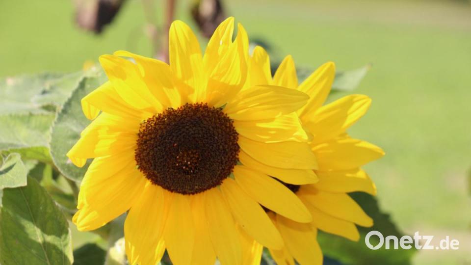 Die Sonnenblumen wurden von den verschiedensten Schmetterlingen umflattert. Bild: rpp
