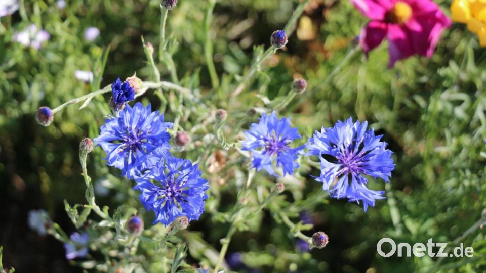 Das Kornblumenblau ist einfach eine herrliche Farbe. Bild: rpp