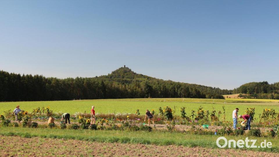 In Unterbruck bei Kastl betreiben vier Haushalte einen Garten-Acker gemeinsam. Am Samstag war Kartoffelernte angesagt. Ein Spaß für Groß und Klein! Bild: rpp
