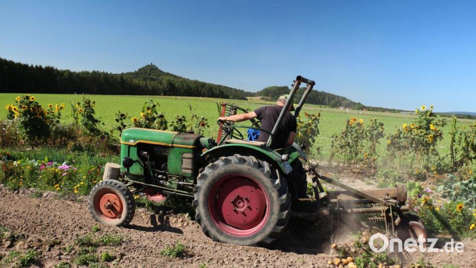Bei Sonnenschein, in herrlicher Umgebung wurden die Kartoffel aus der Erde geholt. Dahinter wurde ein Blühstreifen für die Bienen und Insekten angelegt. Dieser grenzt den Kartoffelacker von den Gemüsebeeten ab. Bild: rpp