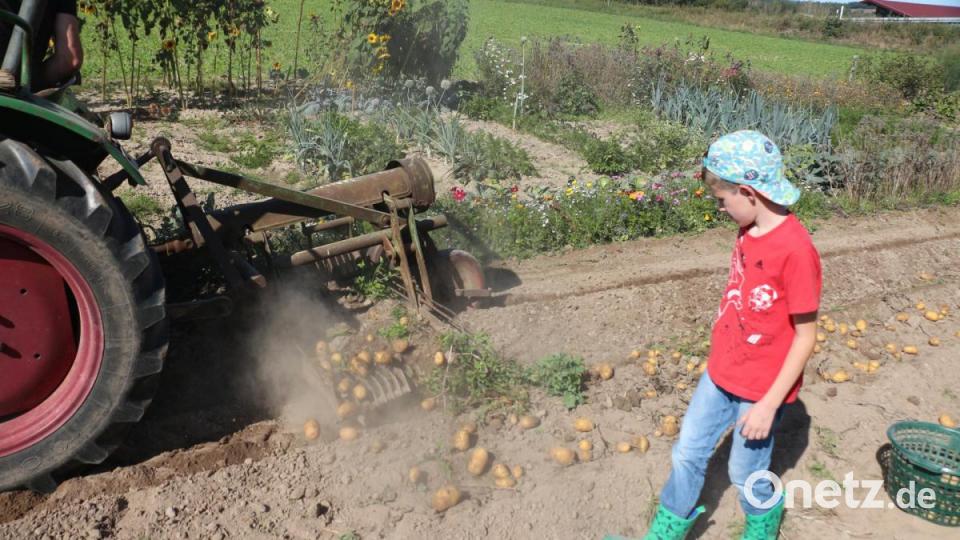 Das Gerät warf die Kartoffeln auf das leere Beet nebenan. Bild: rpp
