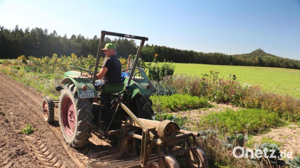 Mit einem Vorratsroder wurden die leckeren Knollen aus der Erde gehoben. Bild: rpp