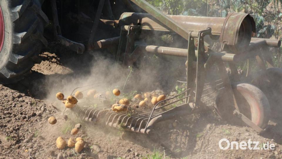 Mit Schwung wurden die Erdäpfel auf die Erde nebenan geschleudert. Bild: rpp