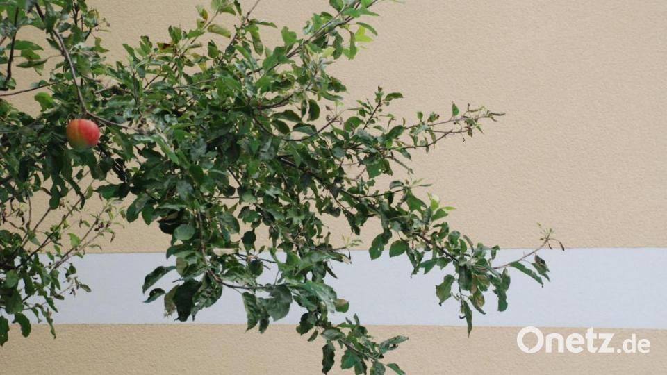 Der Nachbar wars: „Mein Nachbar hat unseren Boskop-Apfelbaum zugeschnitten und nebenbei erzählt, worauf man dabei achten sollte. Was man da erfährt, das ist irre.“ Bild: cvl