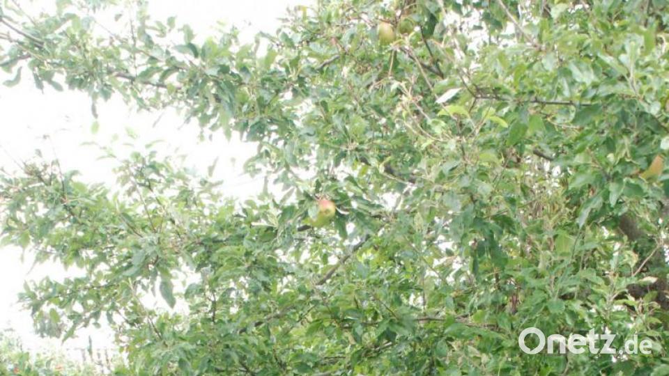 „Mein Lieblingsplatz ist hier unter dem alten Boskop-Apfelbaum. Das ist leider der einzige Bestandsbaum auf dem Hof.“ Bild: cvl