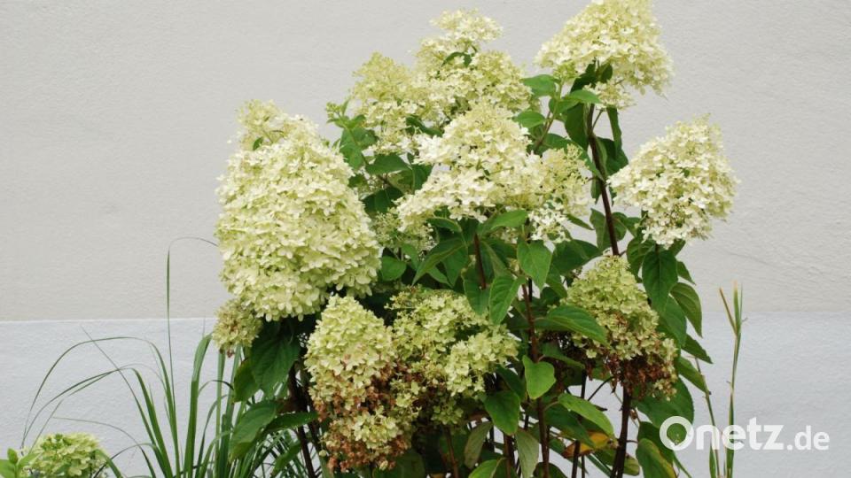 Rispenhortensien: Sie kommen gut mit Trockenheit und Frost klar. Sie bilden ihre Blüten an diesjährigen Trieben, ein kräftiger Rückschnitt im zeitigen Frühjahr fördert Wachstum und Blütenreichtum. Bild: cvl