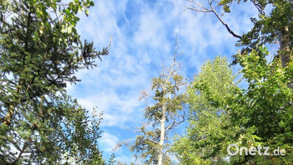 Wie Mahnmale ragen einige verdorrte Buchen in die Höhe. Der Klimawandel könnte zunichte machen, was die Umweltschützer mühsam erreicht haben. Bild: ubb
