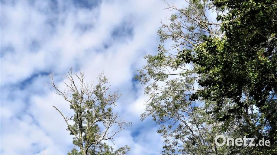 Zwei verdorrte Buchen: Auch im Wald, so Josef Siller mit Sorgenfalten auf der Stirn, würden erste Schäden wegen der Trockenheit bemerkbar sein. Bild: ubb