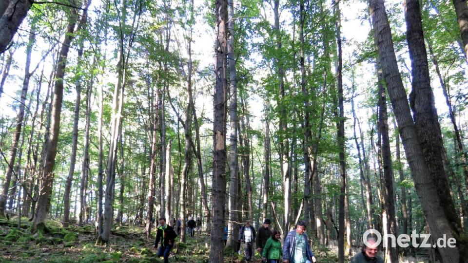 Wanderung durch einen zauberhaften Buchenwald, der sich selbst überlassen wird. Bild: ubb