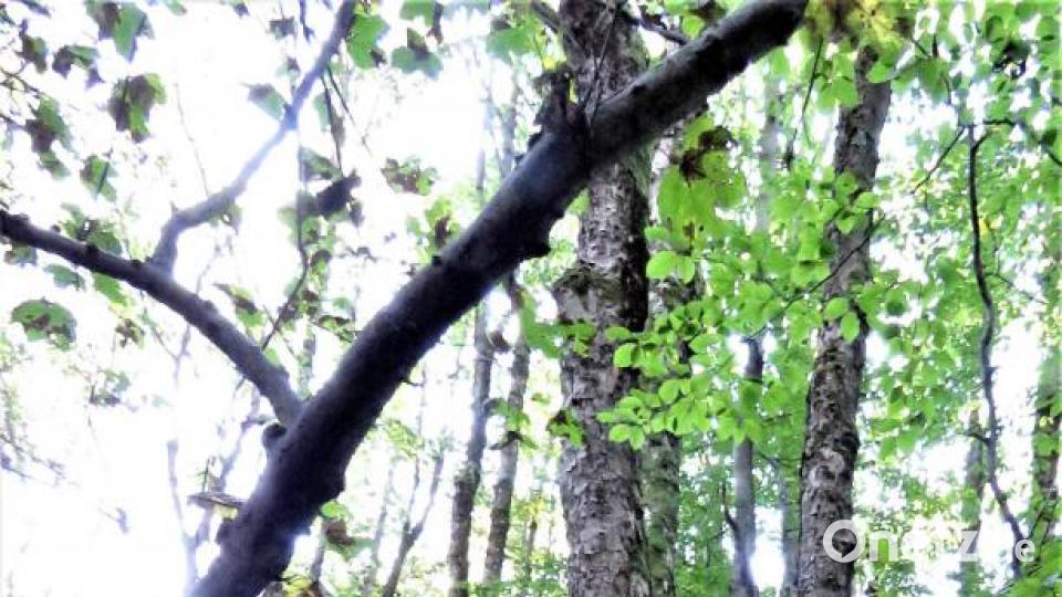 Idyllische Natur, die streng geschützt wird. Bild: ubb