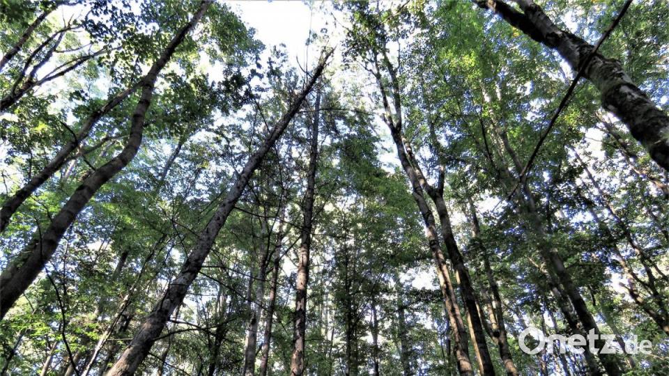 Die Wanderer erlebten sehr schöne Augenblicke im Buchenwald. Bild: ubb