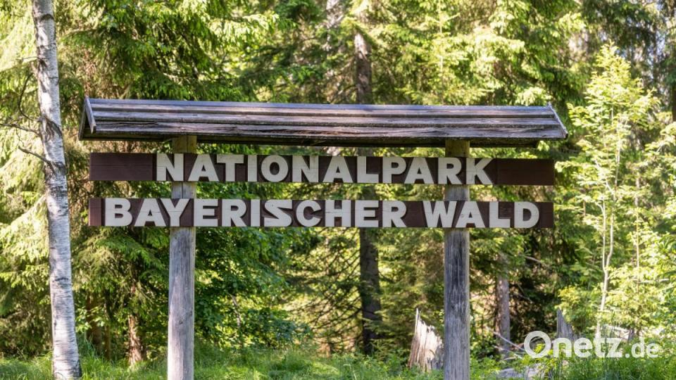 Die Coronakrise beschert dem Nationalpark Bayerischer Wald einen enormen Andrang an Besuchern. Bild: Armin Weigel/dpa